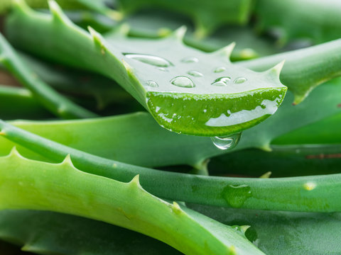 Aloe vera: inky a ppadn rizika na vae zdrav